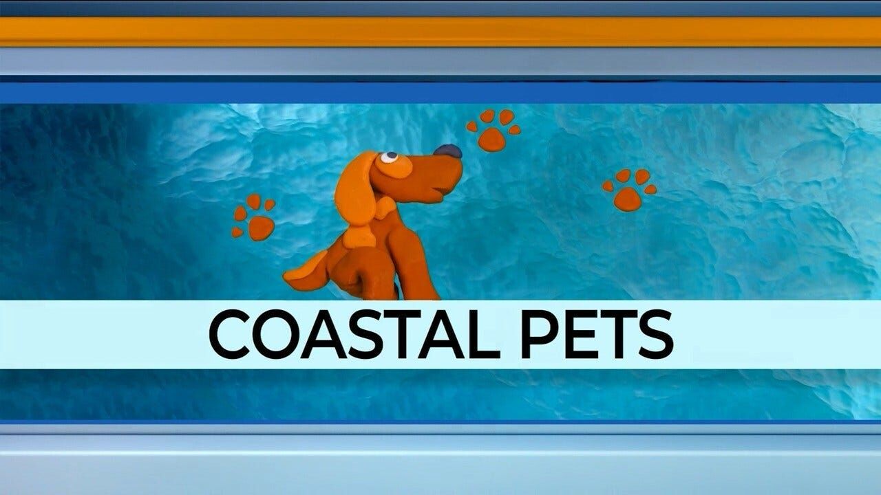 Pet of the Week 12/24/21: Atlas of DHA Rehoboth Beach